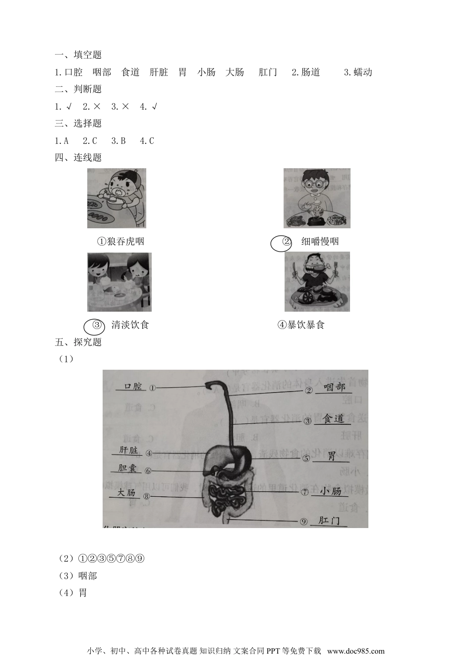 （苏教版）三年级上册科学【精】苏教版科学三年级上册一课一练-18食物的旅行（含答案）(23104000).doc