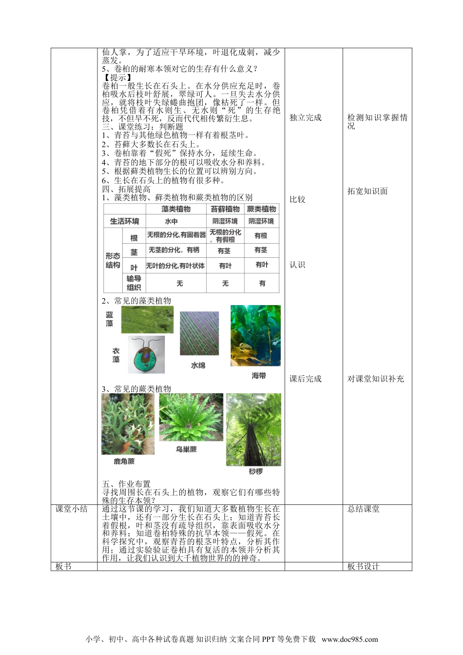 （苏教版）三年级下册科学苏教版（2019）科学三年级下2.8《石头上的植物》教案.doc