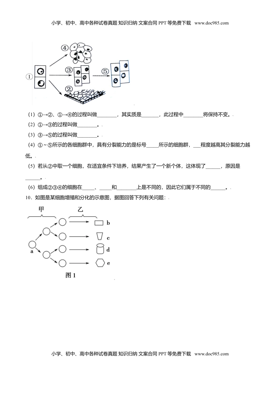 6.2  细胞的分化-高一生物课后培优练（人教版2019必修1）（原卷版）.doc