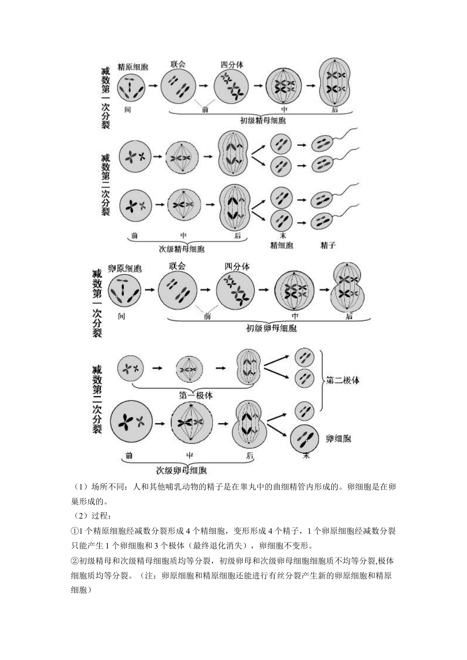 高中生物必修2 2.1 减数分裂和受精作用（解析版）.docx