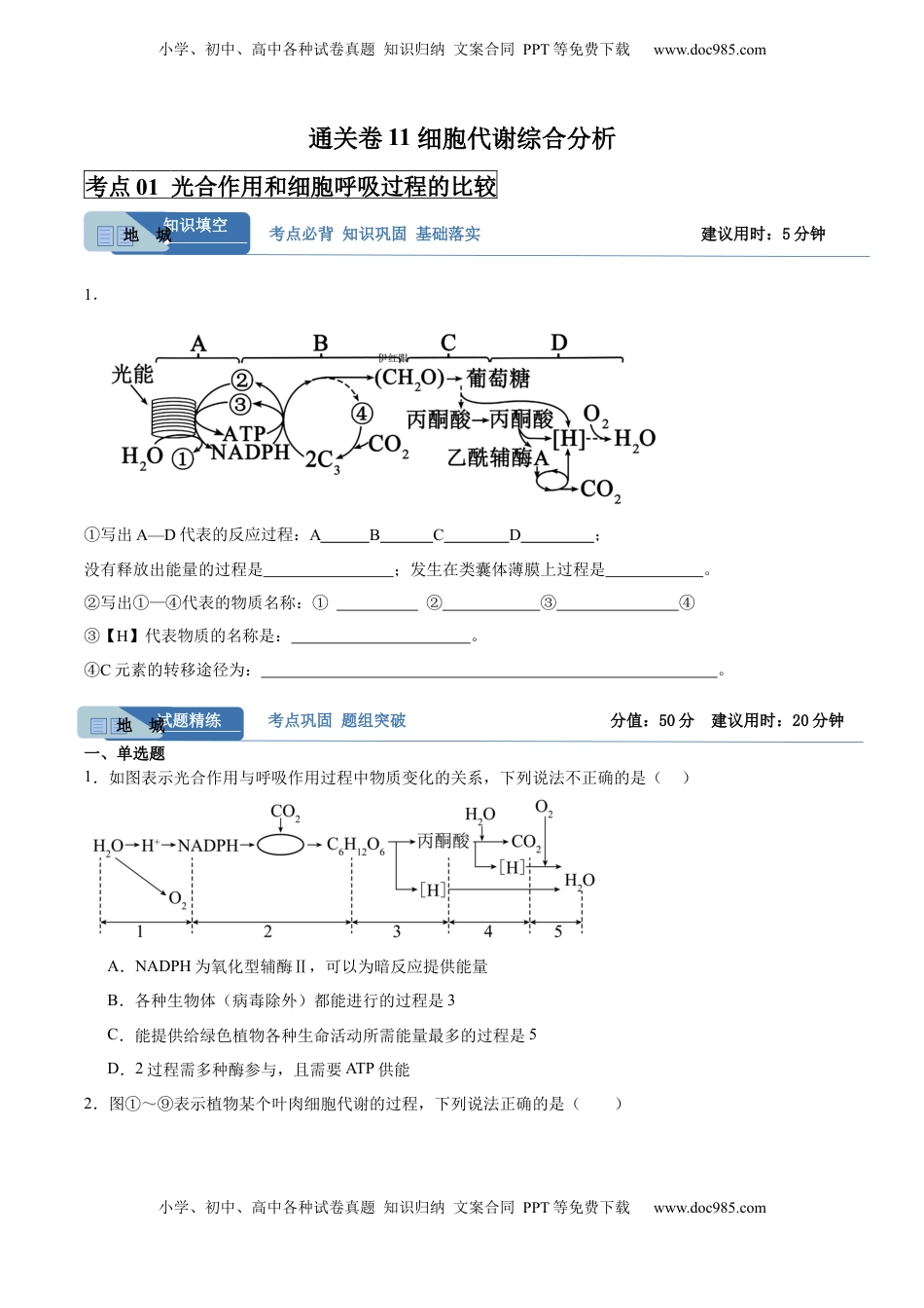 高考生物复习  考点通关卷11 细胞代谢综合分析（原卷版）.docx