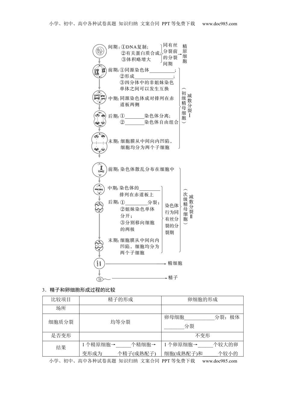 高考生物复习  第四单元　第21课时　减数分裂和受精作用.docx