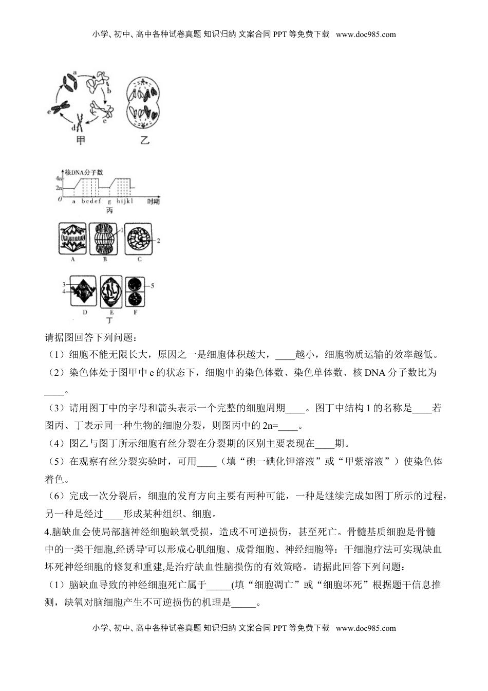 高考生物复习  专题4 细胞的生命历程（非选择题）——2025届高考生物学模块分练【新高考版】（含解析）.docx
