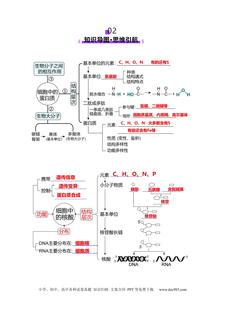 第04讲 蛋白质和核酸（讲义）（原卷版）.docx