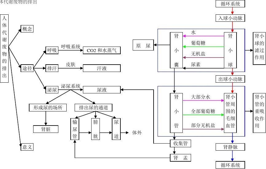6初中生物思维导图8.jpg