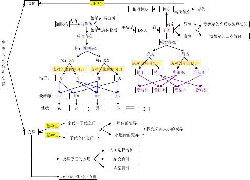 6初中生物思维导图16.jpg