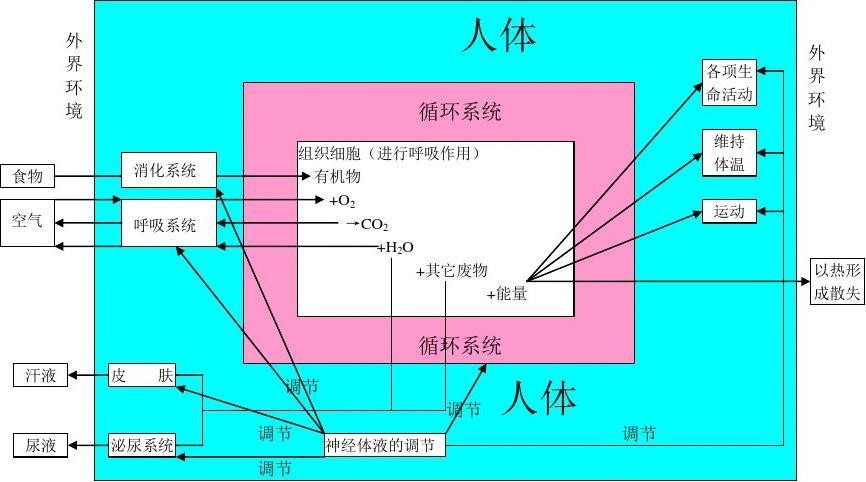 6初中生物思维导图12.jpg