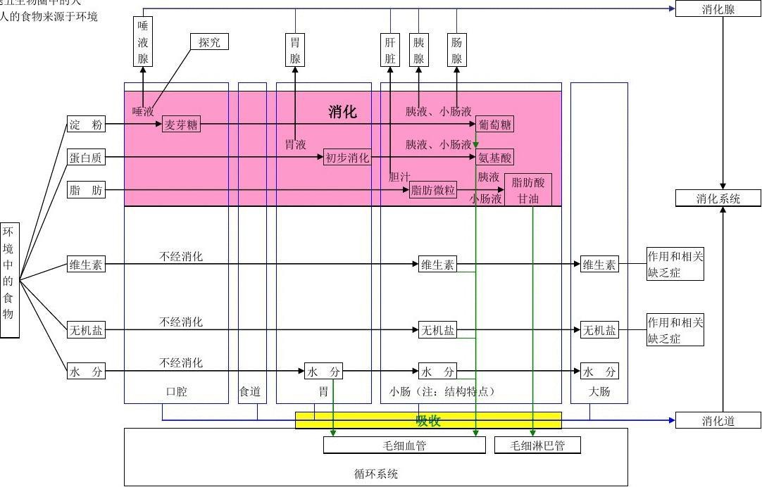 6初中生物思维导图6.jpg