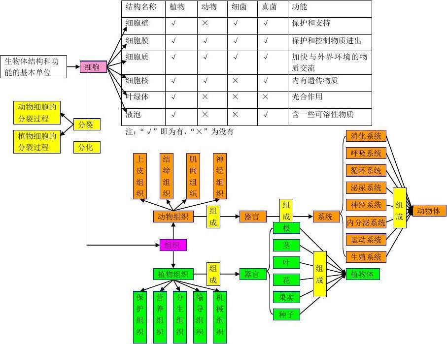 6初中生物思维导图2.jpg
