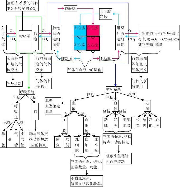 6初中生物思维导图7.jpg